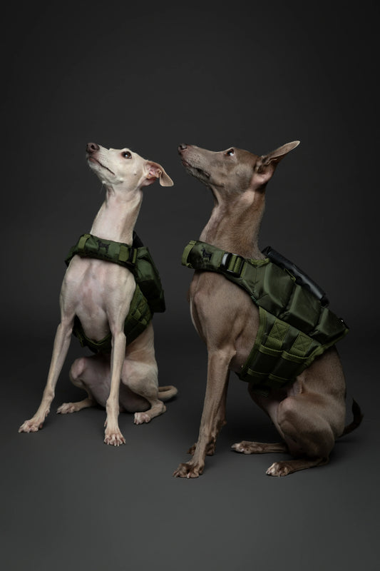 Human Standards Dog Lifejacket Design with 3x Foam Support for Max Floating - Green